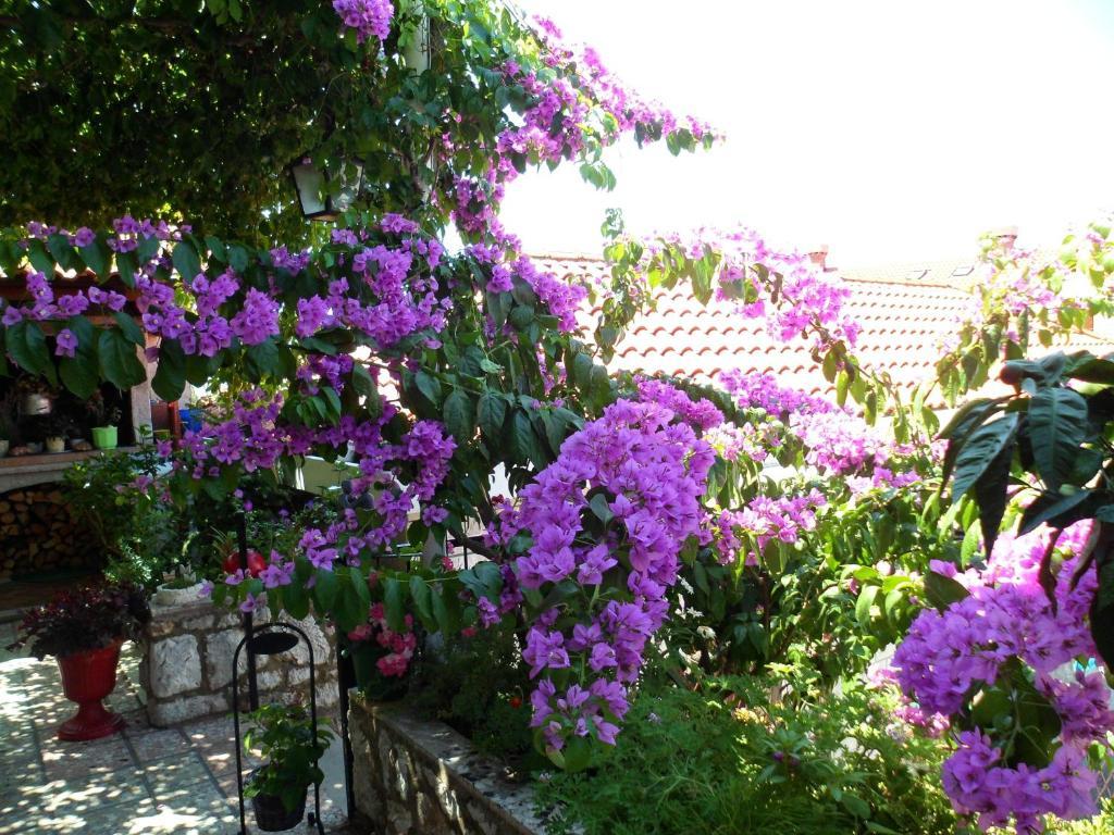 Guesthouse Ivona Dubrovnik Quarto foto